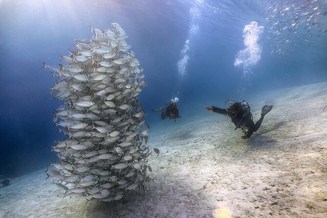 (2 Dives) Discover Scuba Diving Kota Kinabalu - Lunch on Sapi Island and a Short Reset