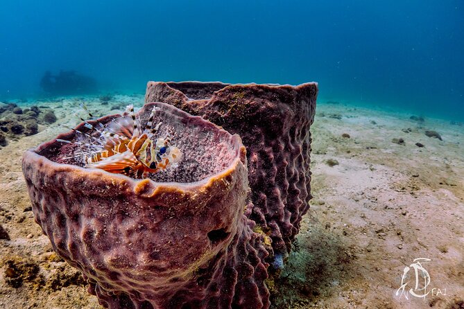 (2 Dives) Discover Scuba Diving Kota Kinabalu - What the $129.98 Price Really Covers