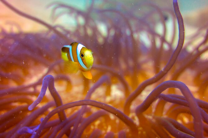 (2 Dives) Discover Scuba Diving Kota Kinabalu - Group Size, Pace, and Comfort