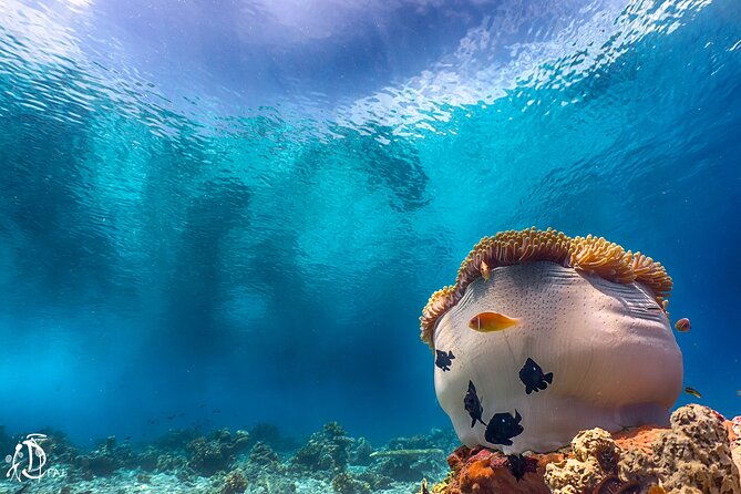(2 Dives) Discover Scuba Diving Kota Kinabalu - Weather, Cancellations, and Practical Planning