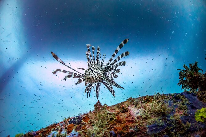 (2 Dives) Discover Scuba Diving Kota Kinabalu - The Morning Shore Session at Sapi House Reef