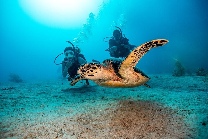 2 Dives for Certified Divers in Fujairah with lunch & transfer - Why Fujairah makes a good change from Dubai