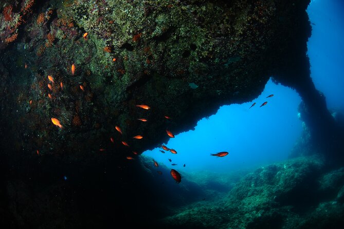 2 Dives from Diving Center (with full equipment) - Two underwater sessions, not just a quick introduction