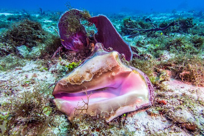 2 dives in Cozumel (for certified divers only) - Cruise passengers need a different answer