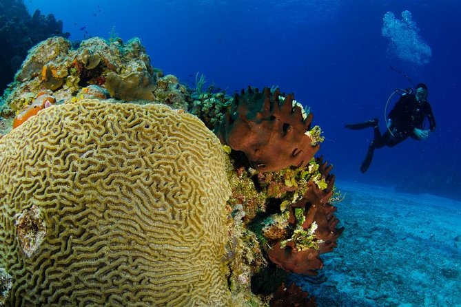 2 dives in Cozumel (for certified divers only) - What the four-hour plan really means