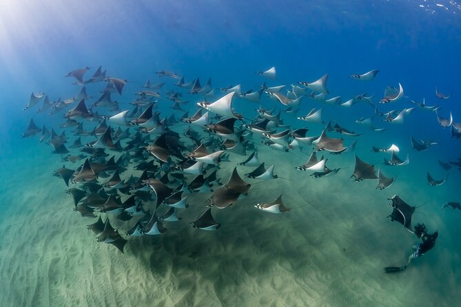 2 Dives in the Cabo Marine Park - Starting downtown with the Dive Ninja team