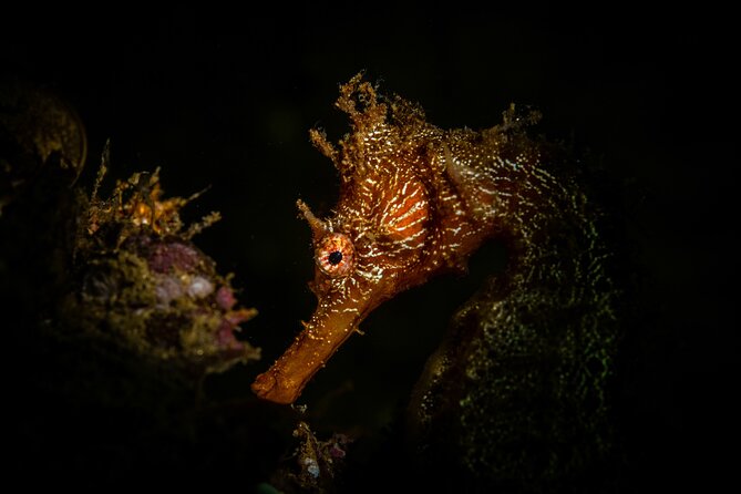 2 Dives in the Cabo Marine Park - A sustainability program with practical choices