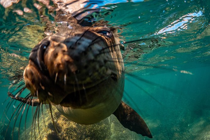 2 Dives in the Cabo Marine Park - Booking details that matter