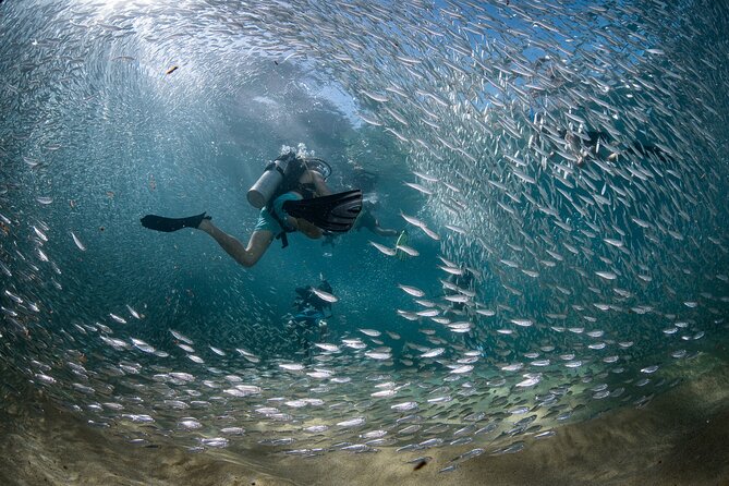 2 Dives in the Cabo Marine Park - What the boat ride and onboard setup are like