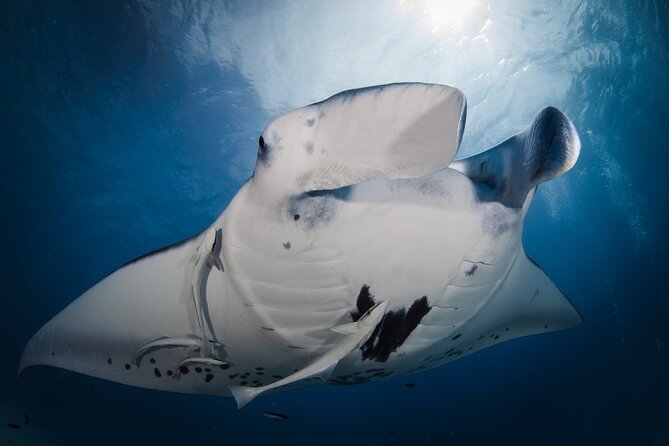 2 Dives in the morning for certified divers in Bora Bora - Two underwater worlds before lunch