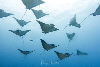 2 Dives in the morning for certified divers in Bora Bora