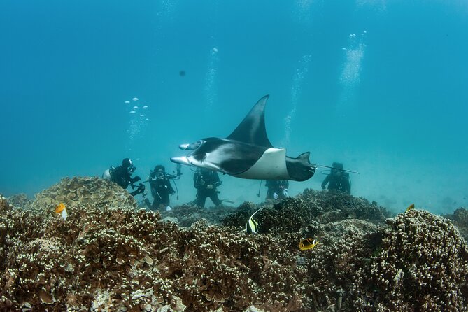 2 Dives in the morning for certified divers in Bora Bora - Why the five-person limit changes the morning