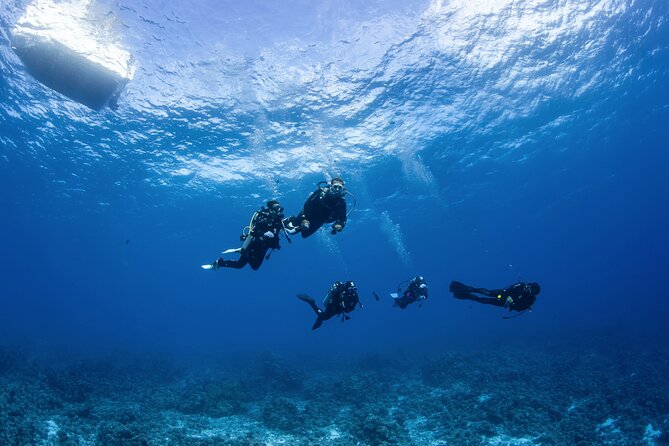 2 Dives in the morning for certified divers in Bora Bora - Safety, wildlife, and the limits of a guarantee