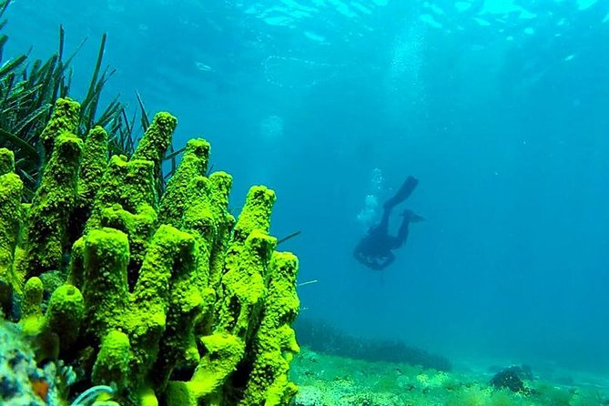 2 Dives Package - The first underwater session: look small