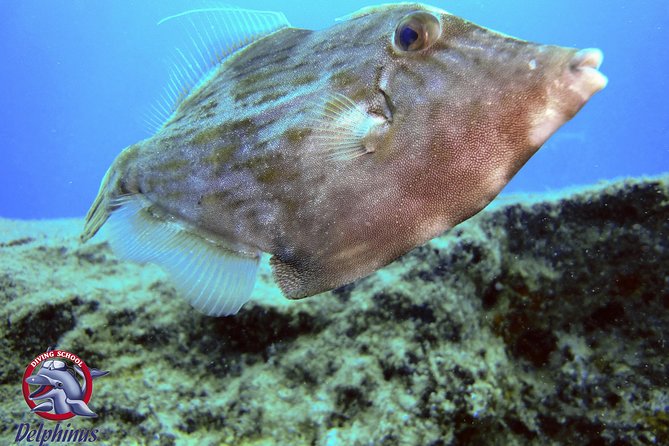 2 Diving Sites Scuba Diving Package in Gran Canaria - What the two-site boat trip offers