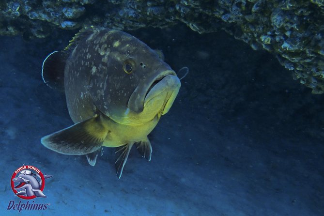 2 Diving Sites Scuba Diving Package in Gran Canaria - Volcanic reefs and Atlantic marine life
