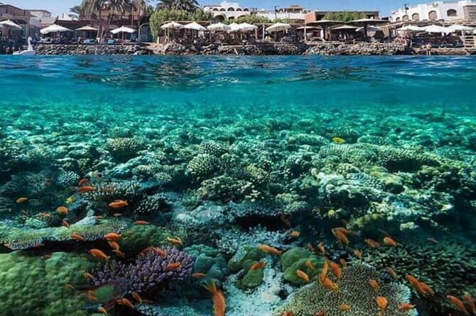 2 Diving stops at the most beautiful coral reefs Hurghada - Your morning pickup from Hurghada or Safaga