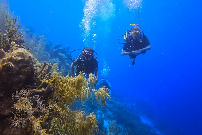 2 guided shore dives in Curacao - Why the flexible site choice matters