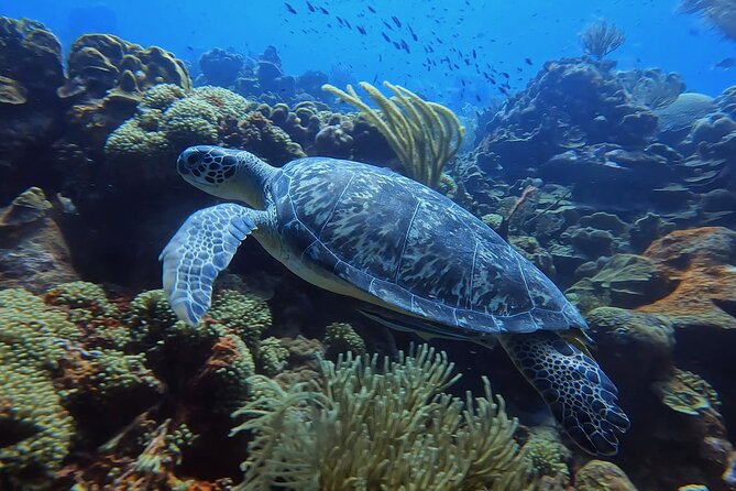 2 guided shore dives in Curacao - The surface break and second site