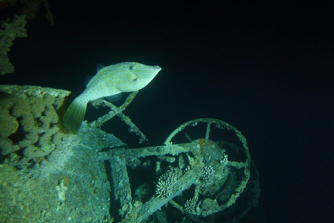 2 Hour Private Night Diving in the Red Sea of Aqaba - Key points to know before you book