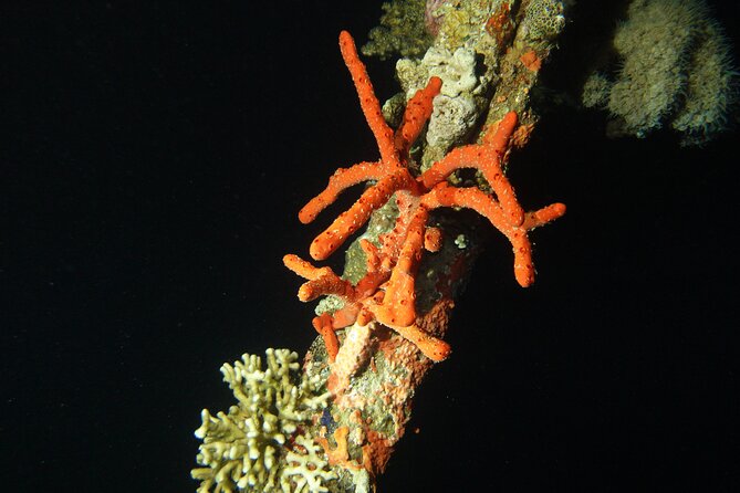 2 Hour Private Night Diving in the Red Sea of Aqaba - Preparing for the private underwater session