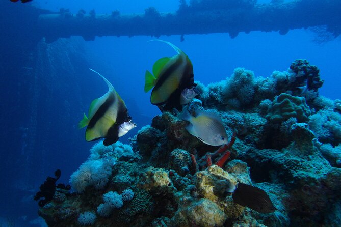 2 Hour Private Night Diving in the Red Sea of Aqaba - What the reviews tell me about the team