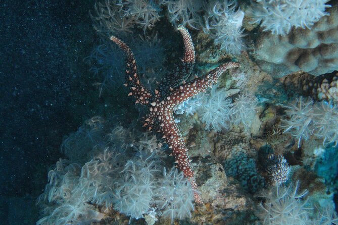 2 Hour Private Night Diving in the Red Sea of Aqaba - Who should book this experience