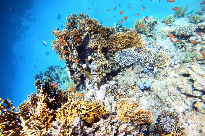 2-Hour Private Scuba Experience in Aqaba - The beginner experience: practice before the open water