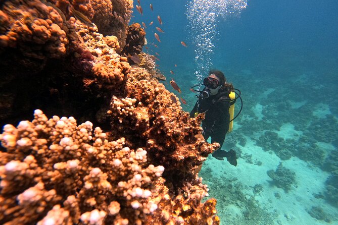 2-Hour Private Scuba Experience in Aqaba - Who should book this Aqaba session?