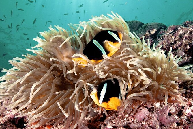 2 Hours Private Scuba Diving Activity in Qantab Beach - What happens during the two-hour experience