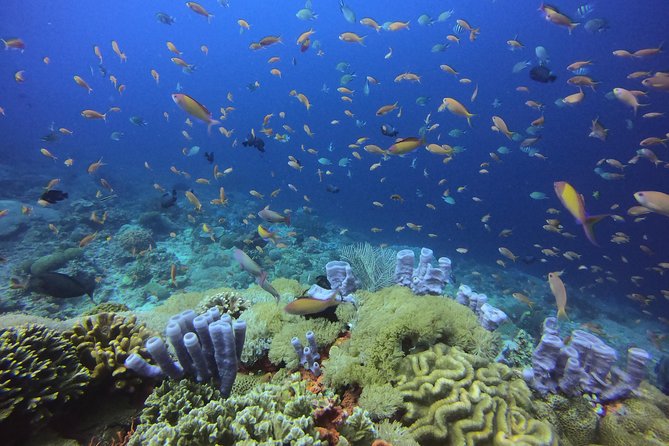 2 or 3 dives in Nusa Lembongan and Penida, for certified diver (in Lembongan) - A six-hour schedule from Jungut Batu