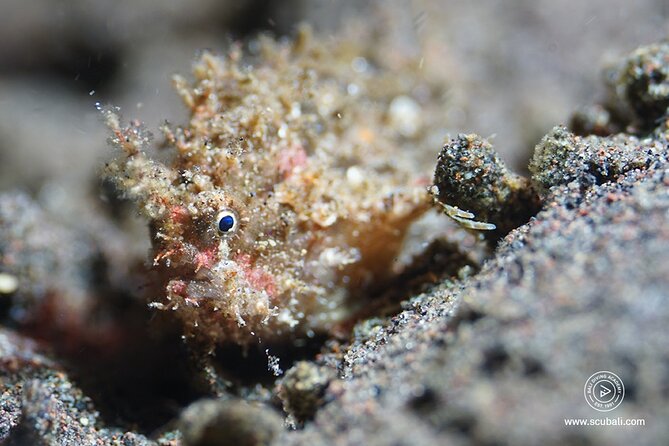 2 or 3 dives in Nusa Lembongan and Penida, for certified diver (in Lembongan) - Crystal Bay and the hope of mola mola