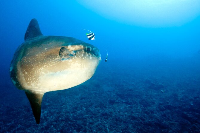 2 or 3 dives in Nusa Lembongan and Penida, for certified diver (in Lembongan) - Who will enjoy this most