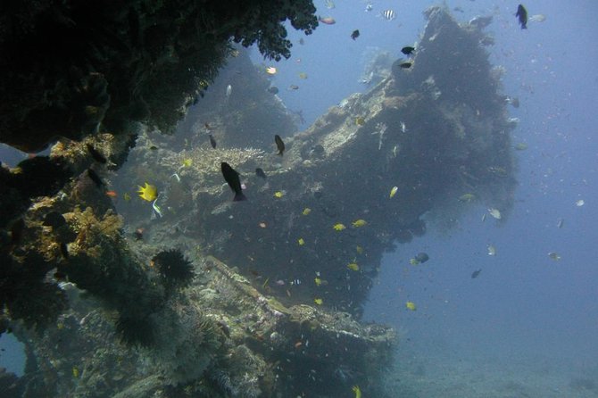 2 PADI Certified Dives at Tulamben from Bali - The coral garden is the smart first session