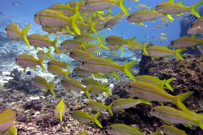 2 Tank (1 Day) Guided Diving for Certified Divers - Denarau Marina - The 40 to 45 minute boat ride to the Mamanucas