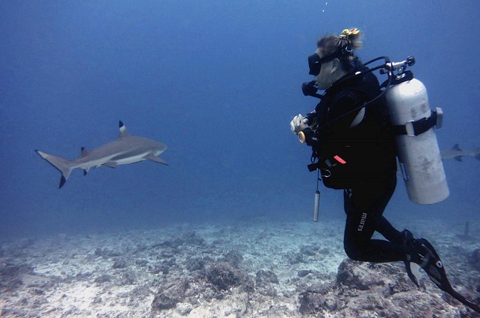 2 Tank (1 Day) Guided Diving for Certified Divers - Denarau Marina - One full hour beneath the surface
