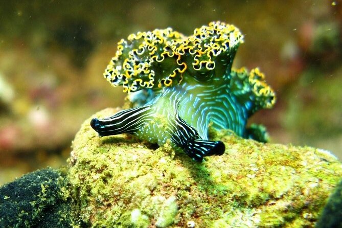 2 Tank Boat Dives for Certified Divers - Marine Life Around Acapulco And Roqueta Island