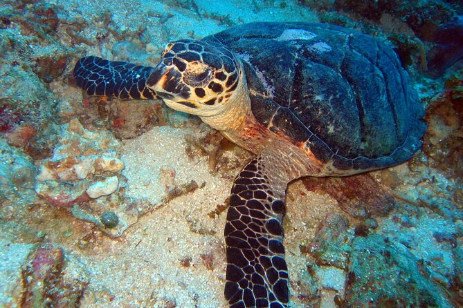 2 Tank Boat Dives for Certified Divers - Equipment, Fitness, And Certification