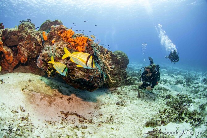 2 Tank Cozumel Reef Boat Dives - Key points at a glance