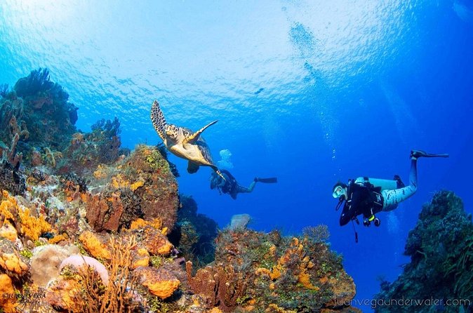 2 Tank Cozumel Reef Boat Dives - Price, group size, and overall value