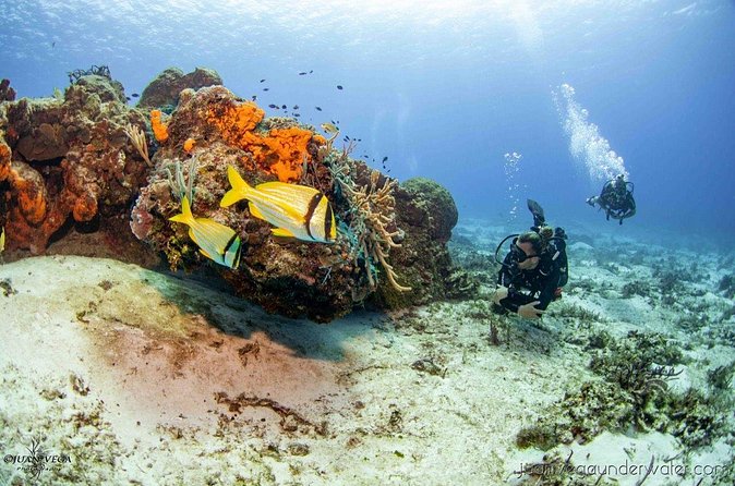 2 Tank Cozumel Reef Boat Dives - Afternoon and twilight options