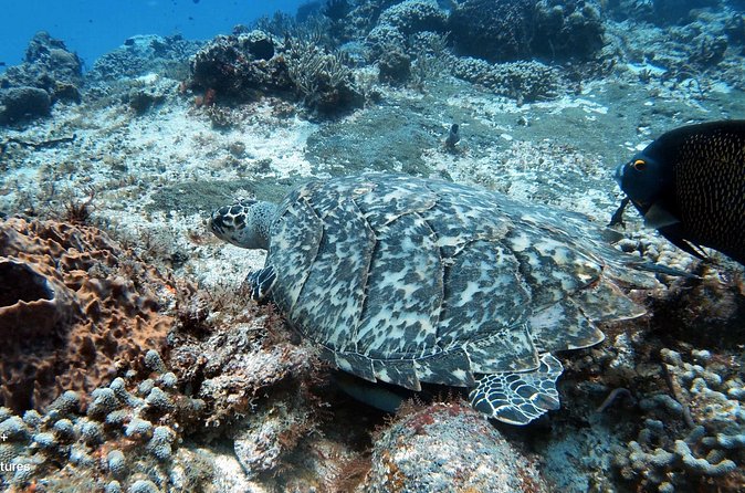 2 Tank Cozumel Reef Boat Dives - Who should book this trip