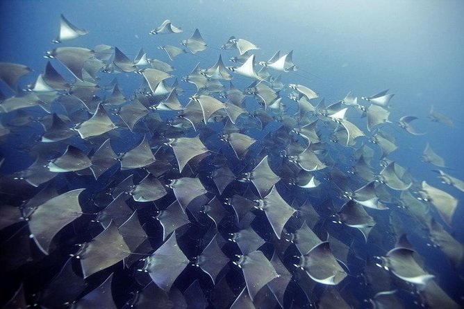 2 Tank Dive - Certified Divers (Santa Maria Bay & Chileno Bay) - Key points to know before you book