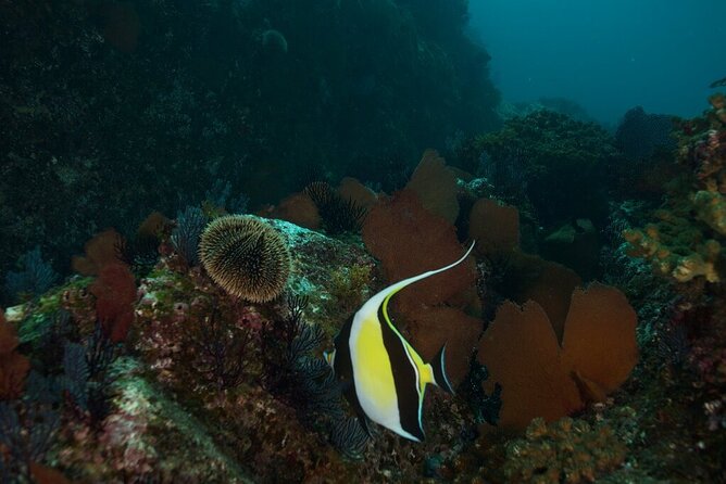 2 Tank Dive - Certified Divers (Santa Maria Bay & Chileno Bay) - A guided boat format for certified participants