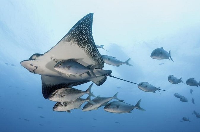 2 Tank Dive - Certified Divers (Santa Maria Bay & Chileno Bay) - What makes the $140 price reasonable