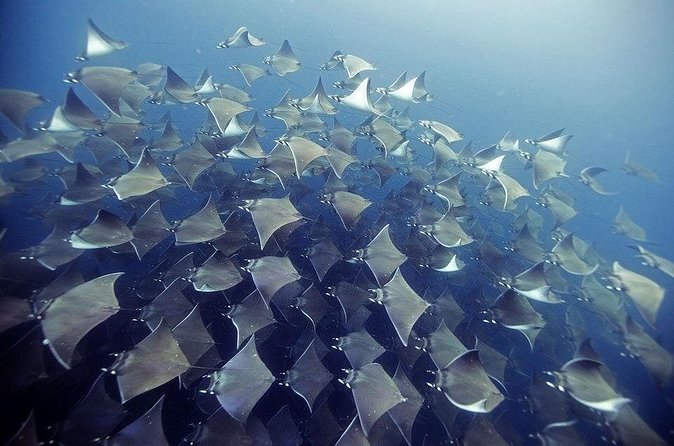 2 Tank Dive - Certified Divers (Santa Maria Bay & Chileno Bay) - Who will enjoy this Cabo scuba trip most