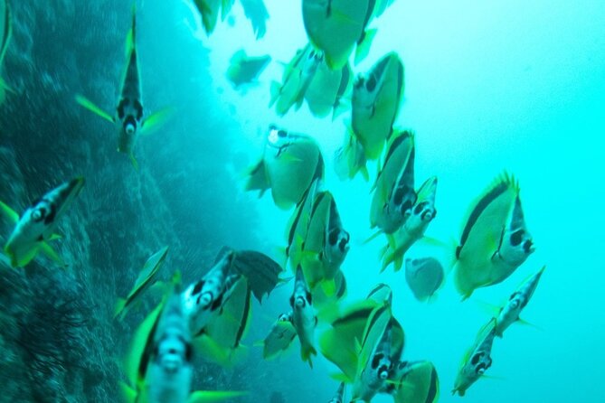 2 Tank Dive - Certified Divers (Santa Maria Bay & Chileno Bay) - Should you book the two-site boat trip?