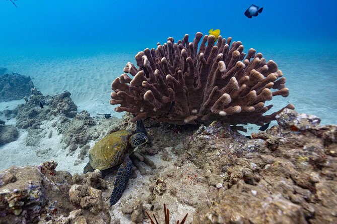 2-Tank Dive Featuring the Molokini Crater - Equipment and the information you must provide
