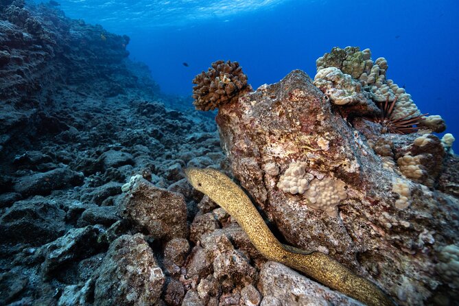 2-Tank Dive Featuring the Molokini Crater - Who will get the most from this Molokini trip