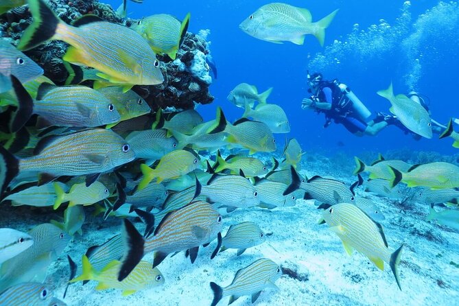 2 Tank Dive (for certified divers) - Two tanks, two chances to see the reef